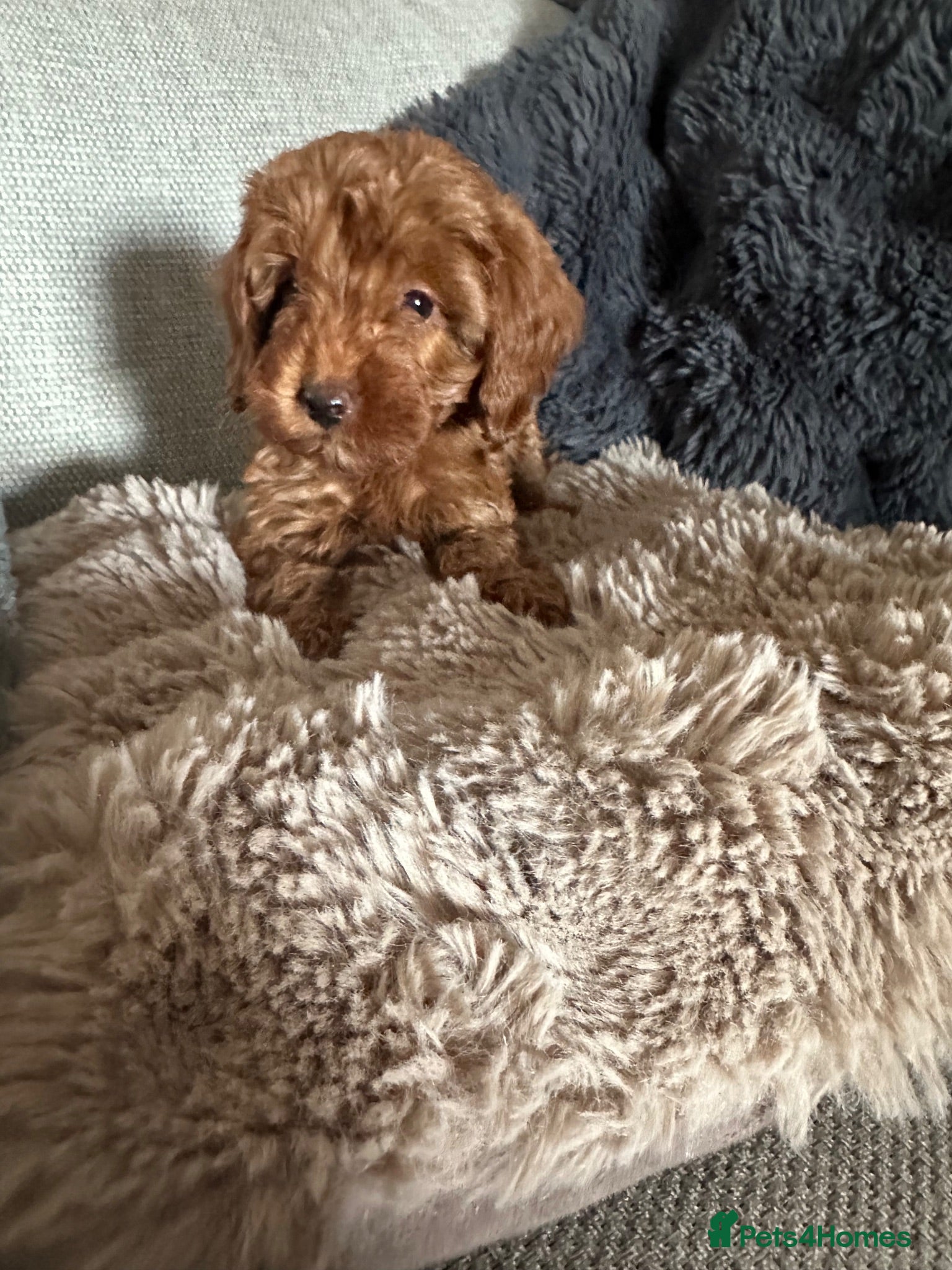 Cavapoo dogs Beautiful f1b red Cavapoo puppies    - Advert 18