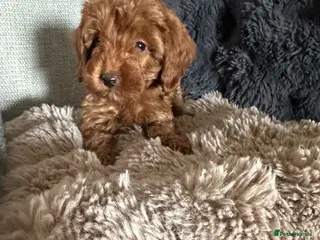 Cavapoo dogs Beautiful f1b red Cavapoo puppies - Advert 18