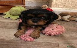 Cavalier King Charles Spaniel dogs for sale: Ckcs puppies kc reg dna clear  - Image 3