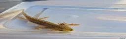 Axolotl reptiles for sale: 7 baby axolotls in Sunderland - Advert 3