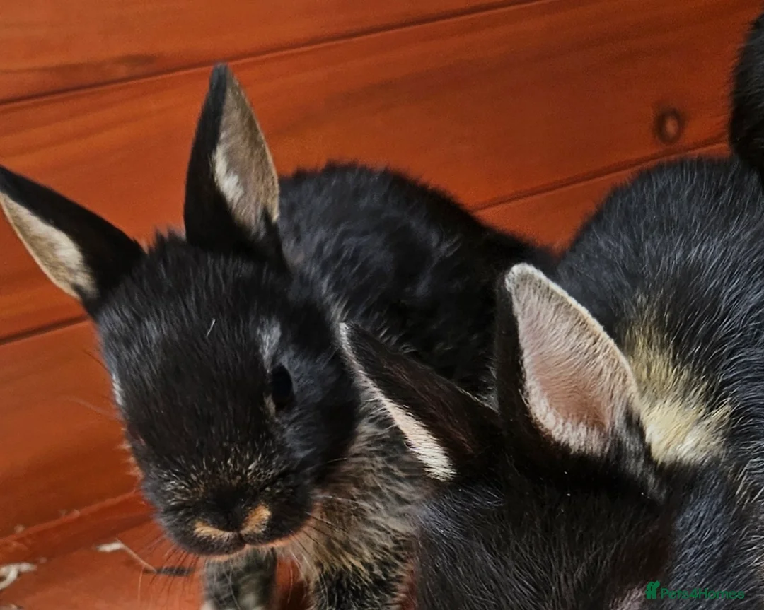 Netherland Dwarf rabbits for sale: Netherland dwarf  - Advert 2