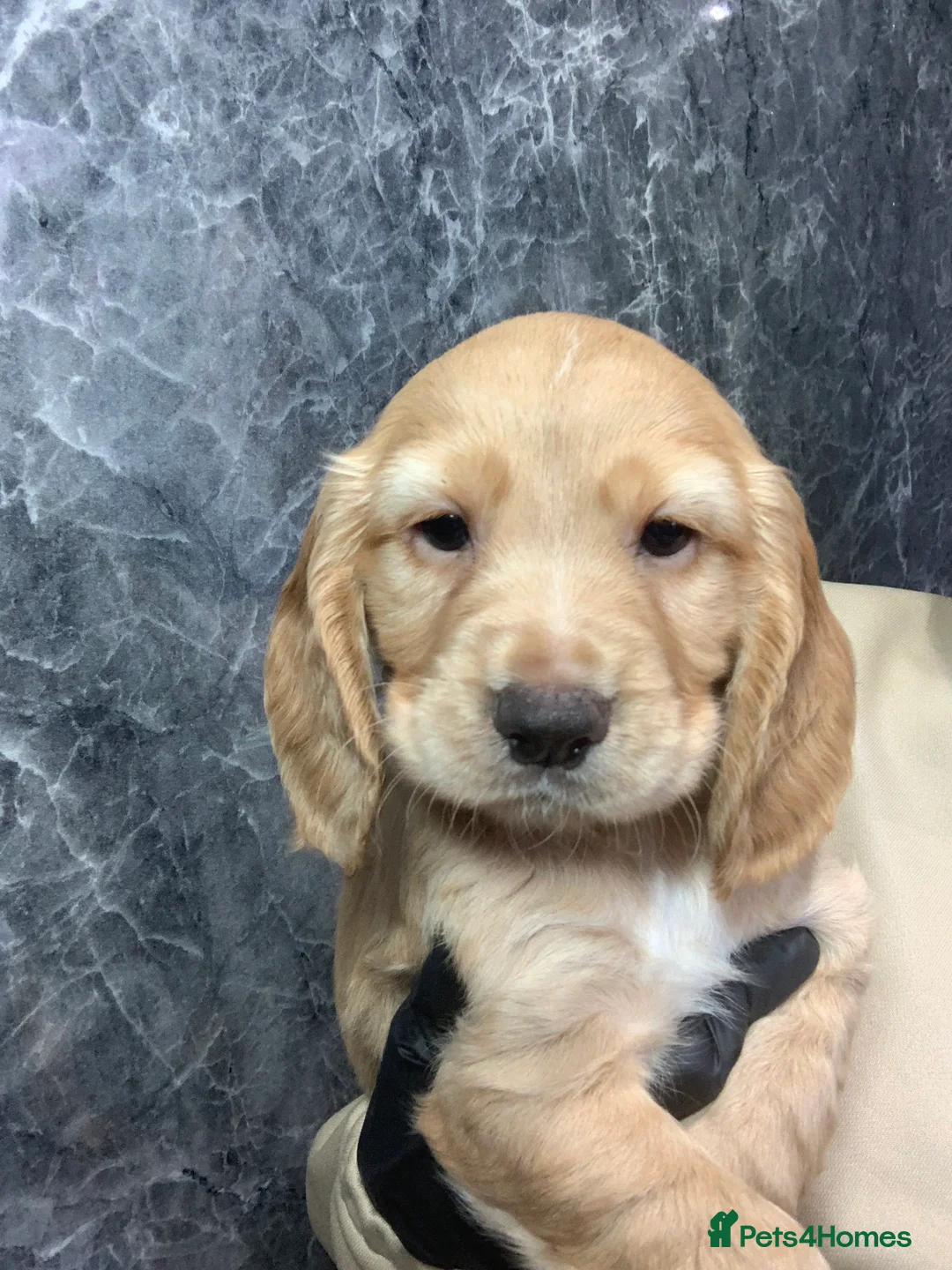 Cocker Spaniel dogs for sale: KC Reg Cocker Spaniel Puppies DNA Tested  in Aberdeen - Advert 2