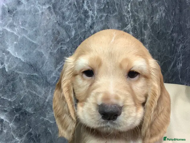 Cocker Spaniel dogs for sale: 2 Left -KC Reg Cocker Spaniel Puppies DNA Tested - Advert 2