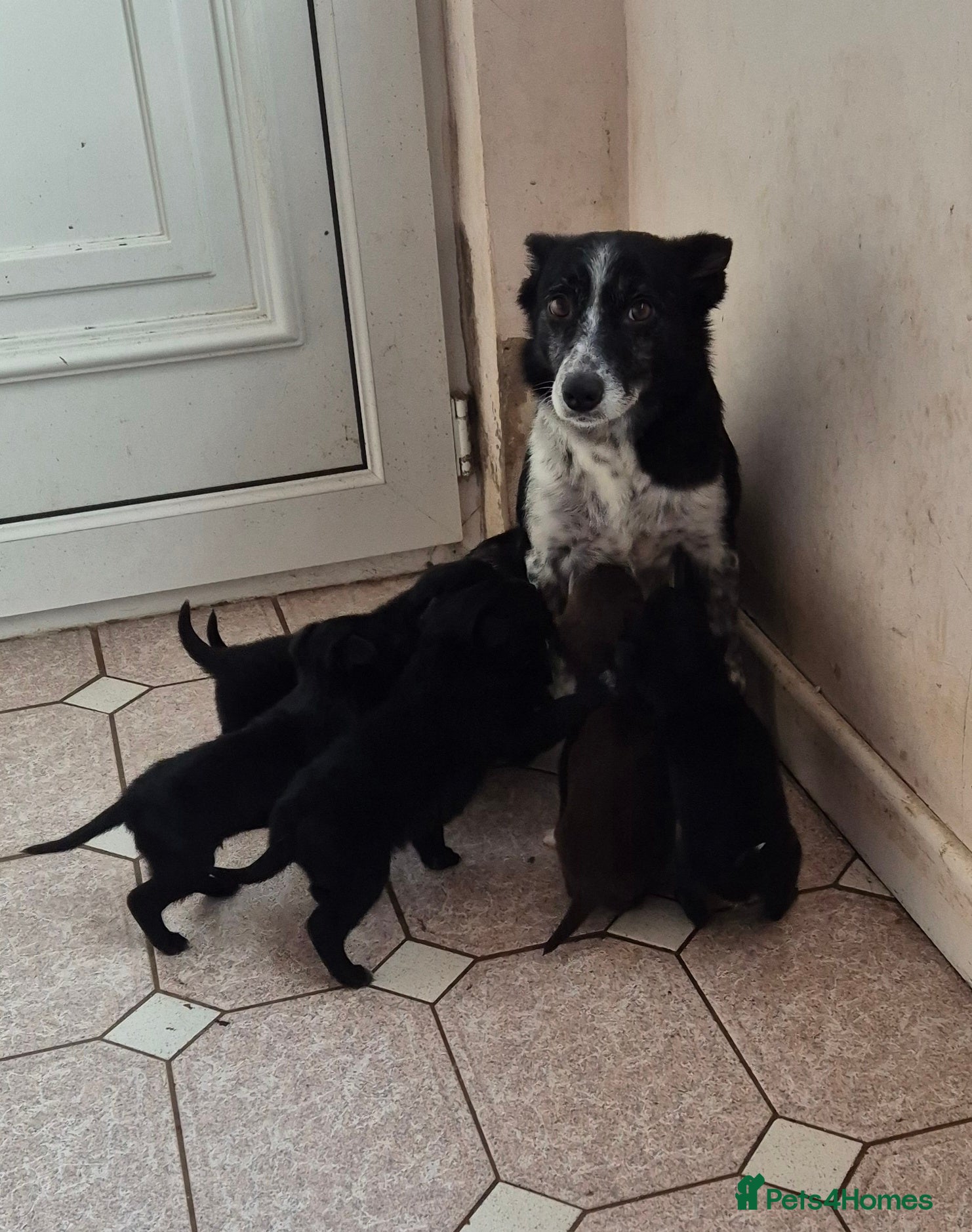 Mixed Breed dogs Kelpie cross collie pups.  - Advert 18