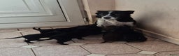 Mixed Breed dogs for sale: Kelpie cross collie pups.  - Advert 1