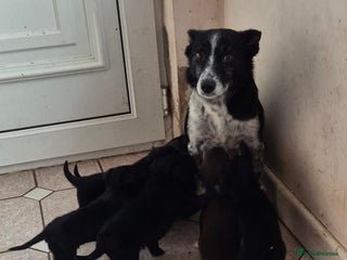 Mixed Breed dogs Kelpie cross collie pups. - Advert 11