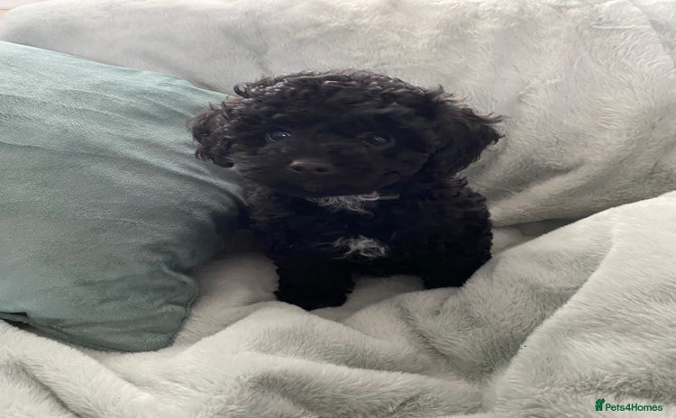 Maltipoo dogs - Advert 2