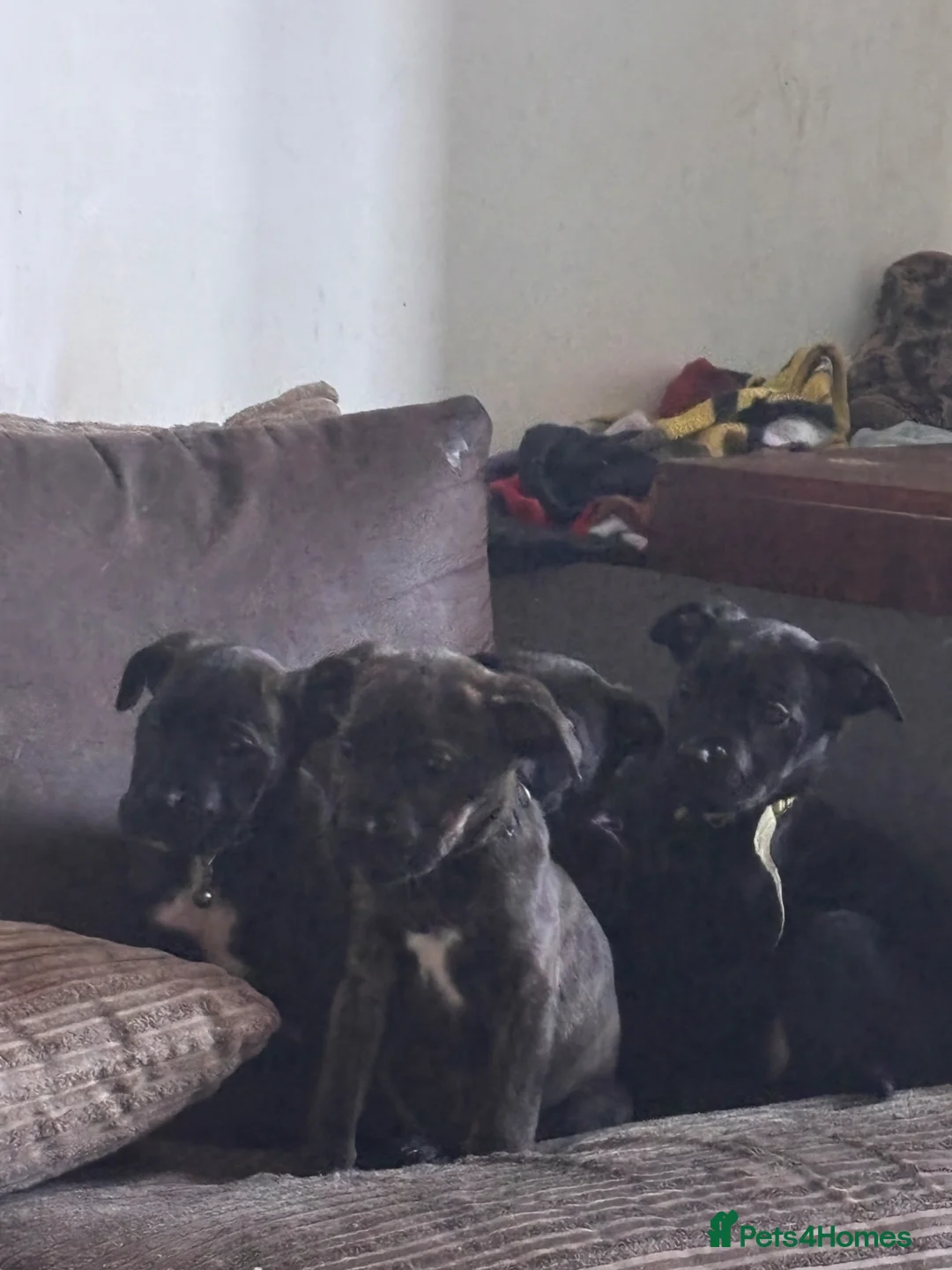 Mixed Breed dogs for sale: Three puppies for sale  - Advert 2