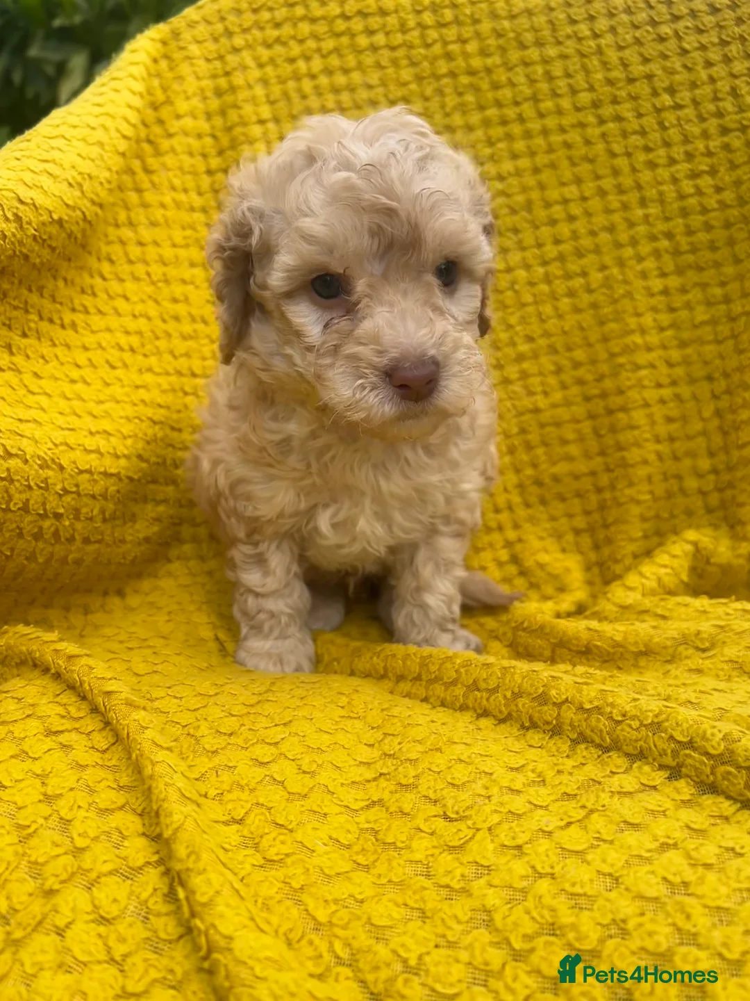 Poodle dogs for sale: Poodle puppies  - Advert 1