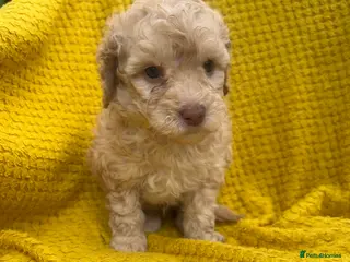 Poodle dogs Poodle puppies - Advert 3