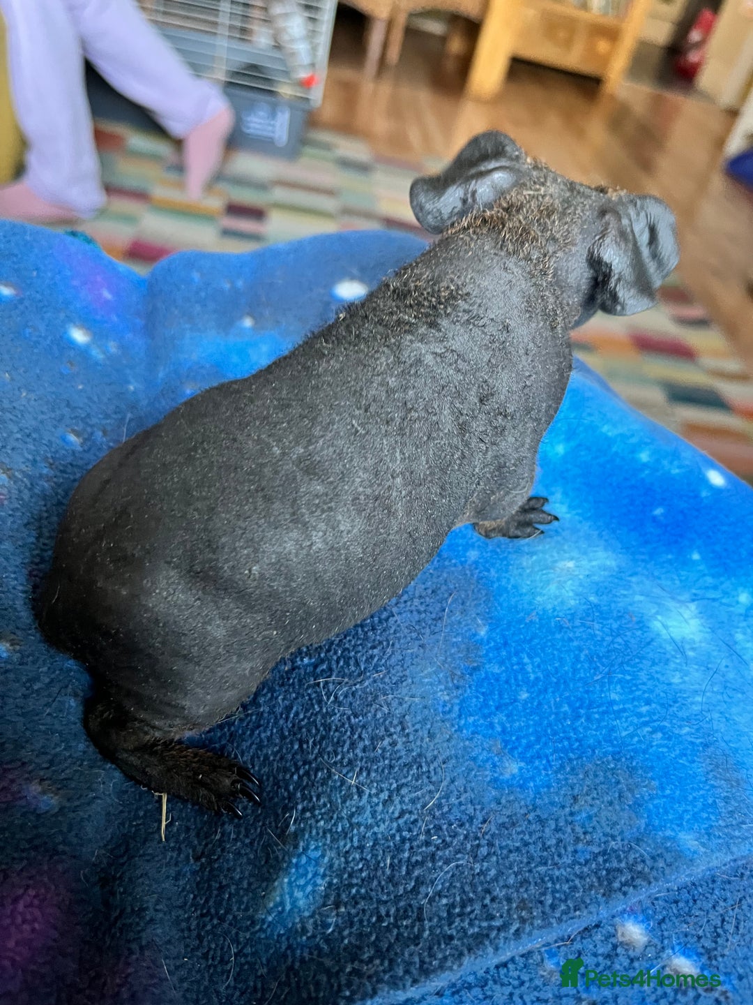 Guinea Pig rodents for sale: Lakeland Werewolf Skinny baby guinea pigs - Image 8