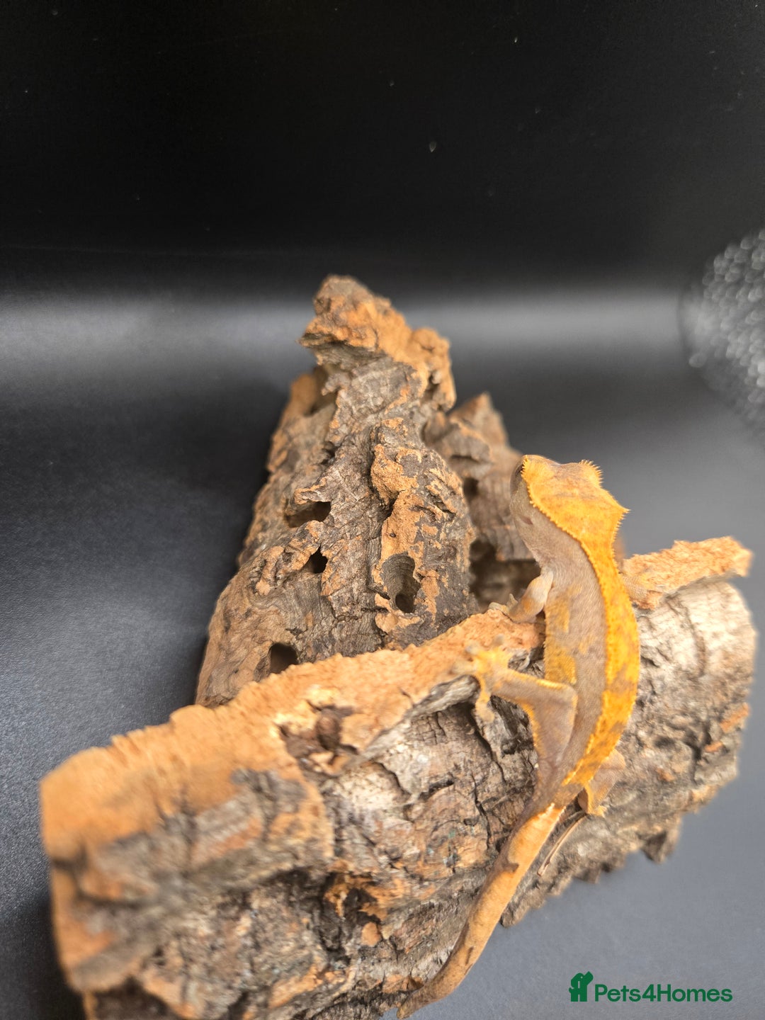 Gecko reptiles for sale: Baby Crested Geckos - Image 2