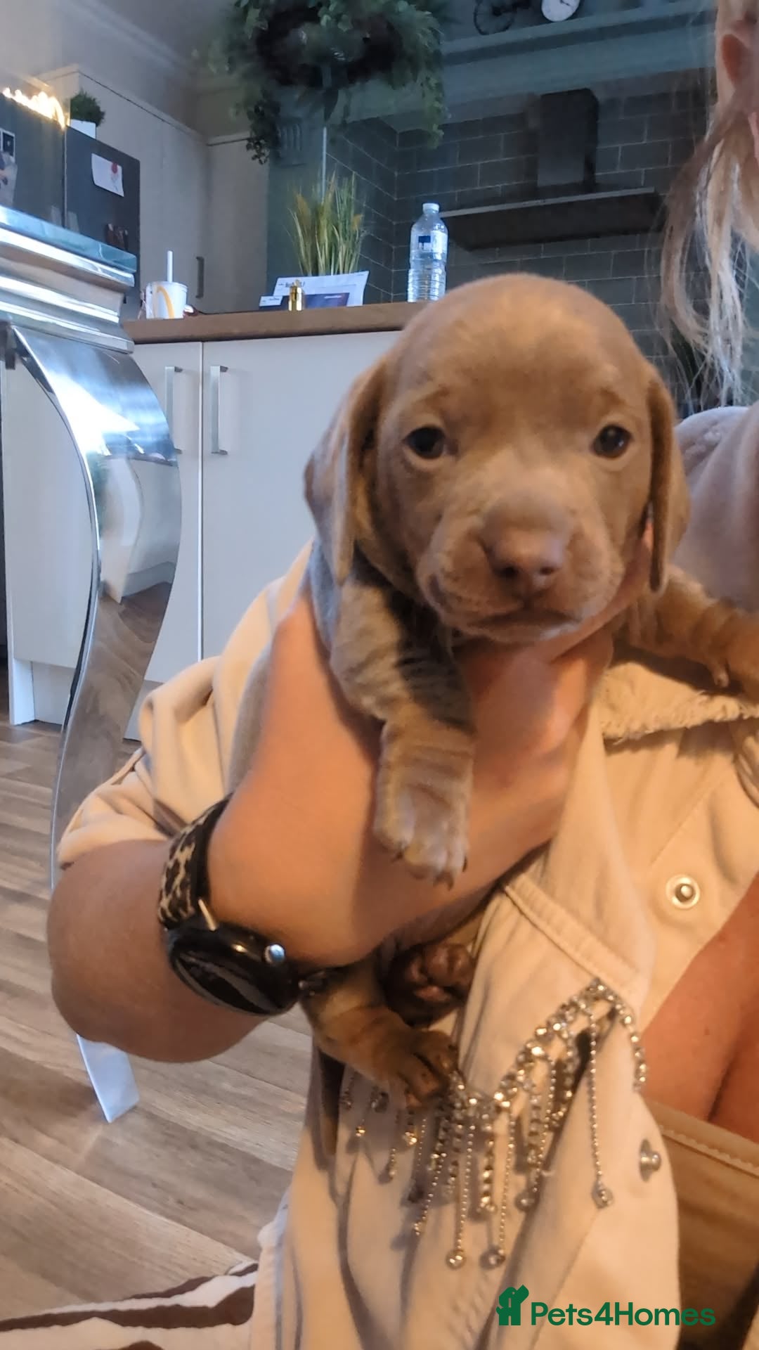 Miniature Dachshund dogs Adorable Miniature dachshund puppies - Advert 12