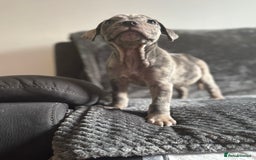 Cane Corso dogs for sale: Beautiful Cane corso Pups  - Image 6