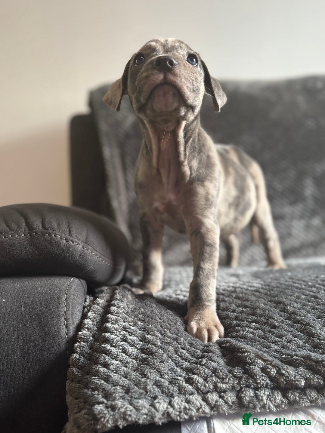 Cane Corso dogs for sale: Beautiful Cane corso Pups  - Image 6