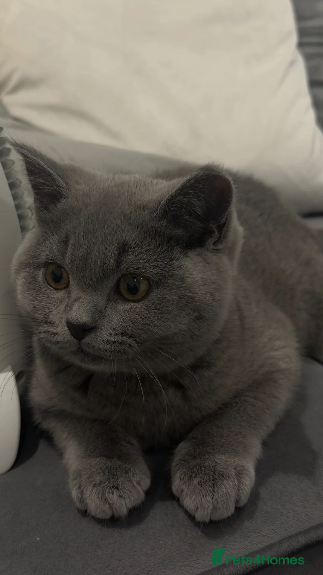 British Shorthair cats for sale: Grey British shorthair  - Advert 5