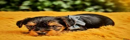 Yorkshire Terrier dogs for sale: Purebred Yorkshire Terrier Puppies Vaccinated  - Advert 27