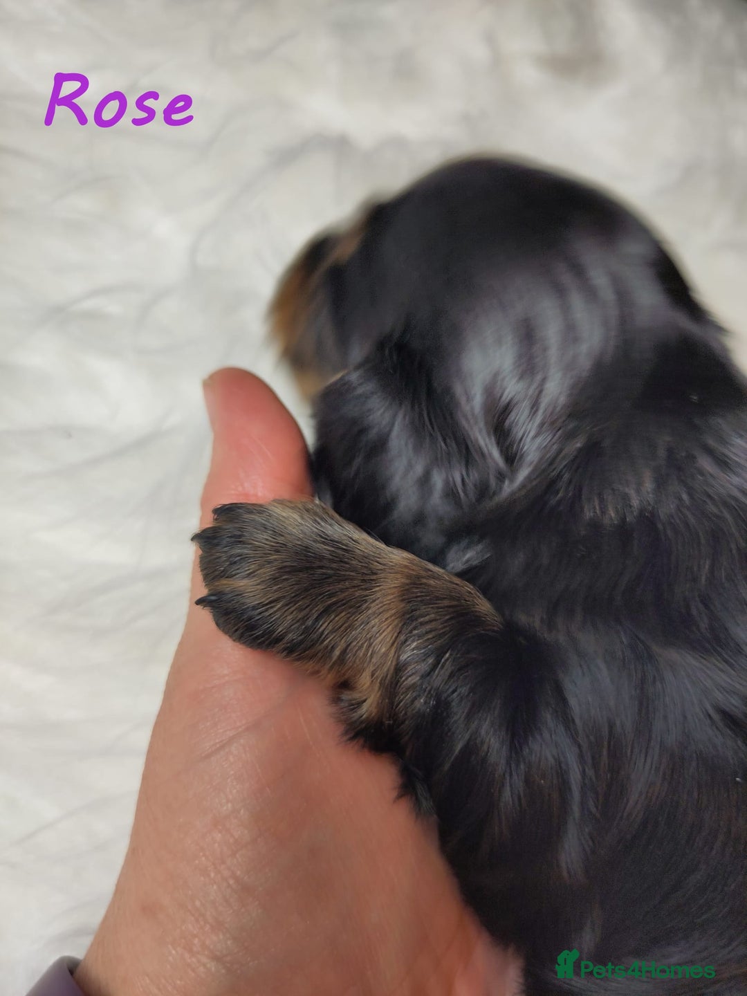 Miniature Dachshund dogs for sale: KC Health tested Licensed breeder 12 years exp - Image 28