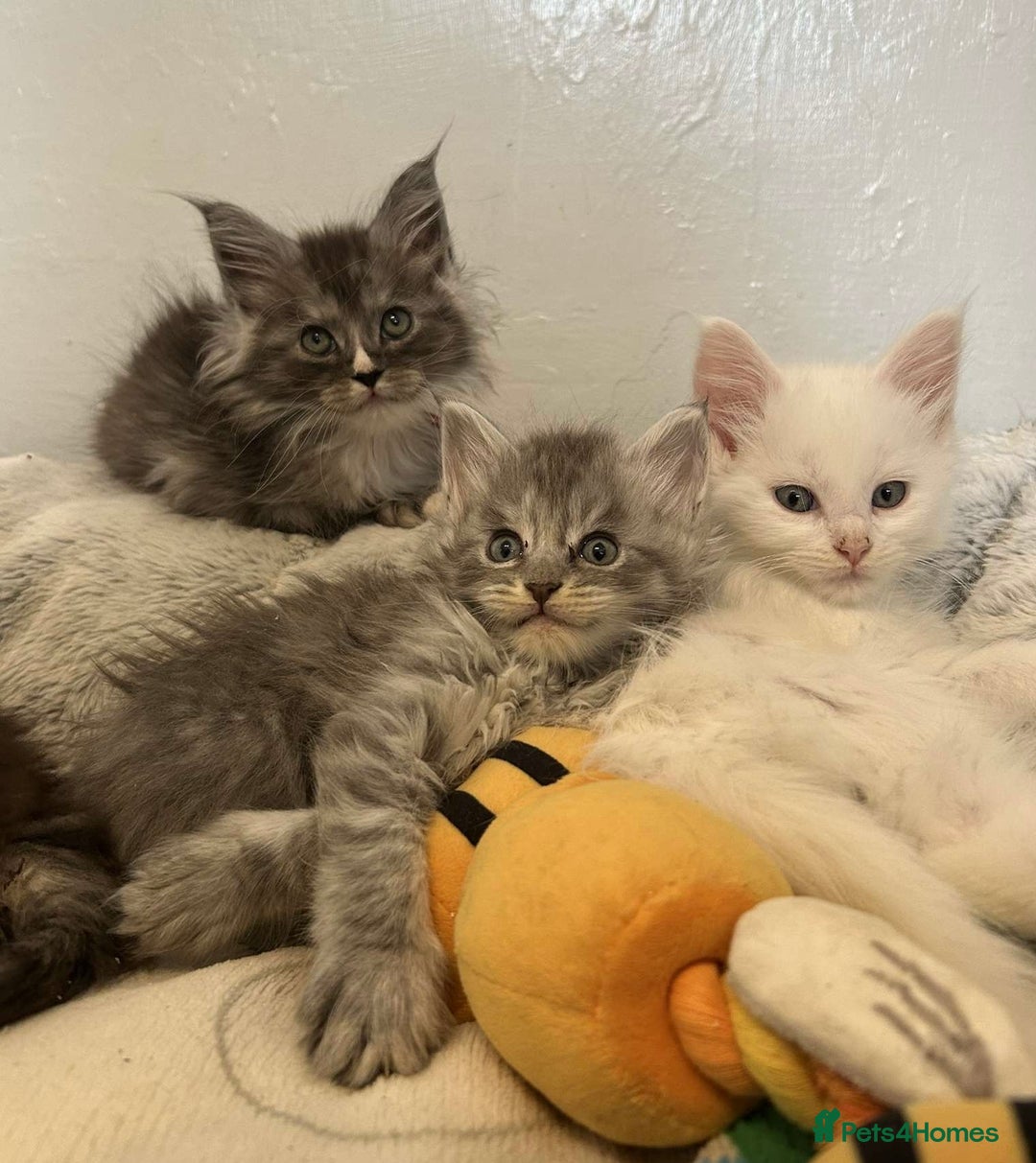 Maine Coon cats for sale: MAINE COON KITTENS SOME POLYDACTYL  - Image 30