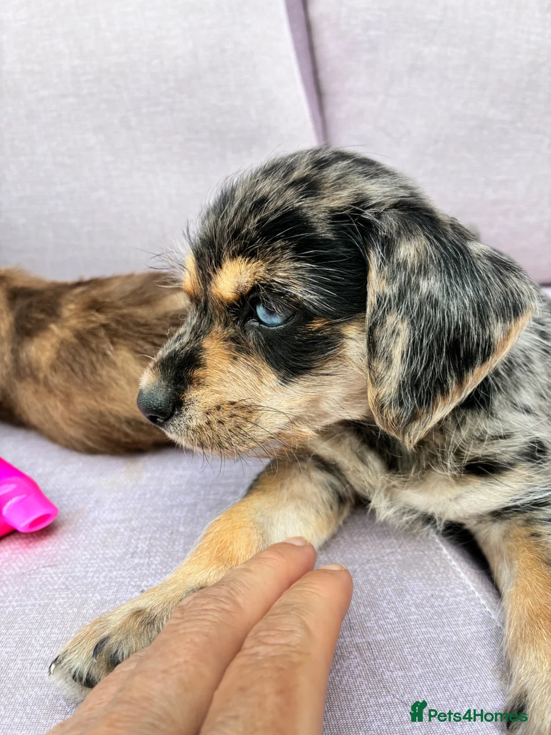Mixed Breed dogs for sale: Beautiful Merle Jorkies in Uxbridge - Advert 1