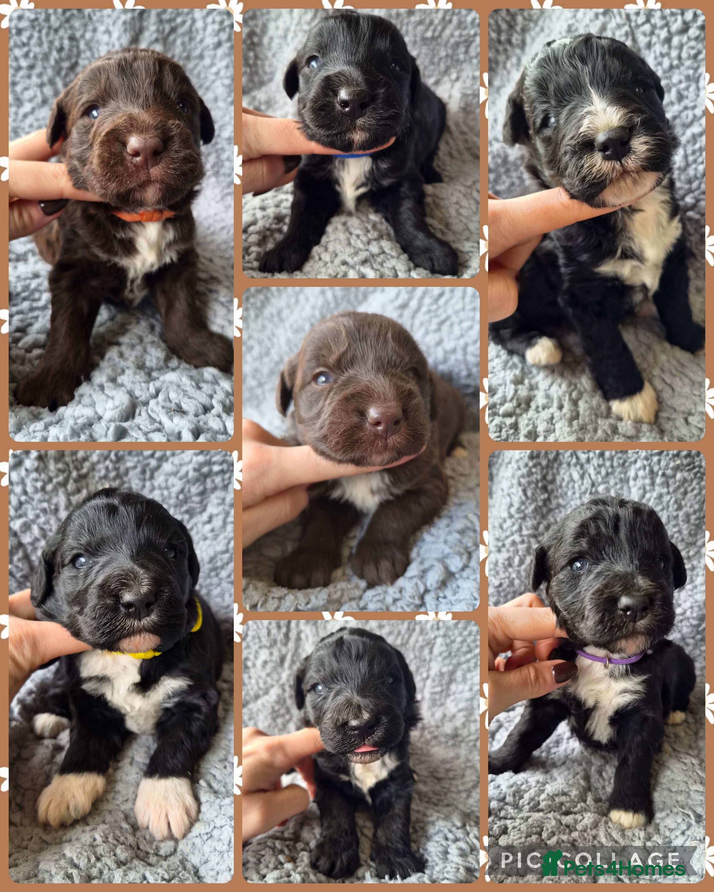 Bordoodle dogs Outstanding Bordoodles (collie x poodle) in Denbigh - Advert 1