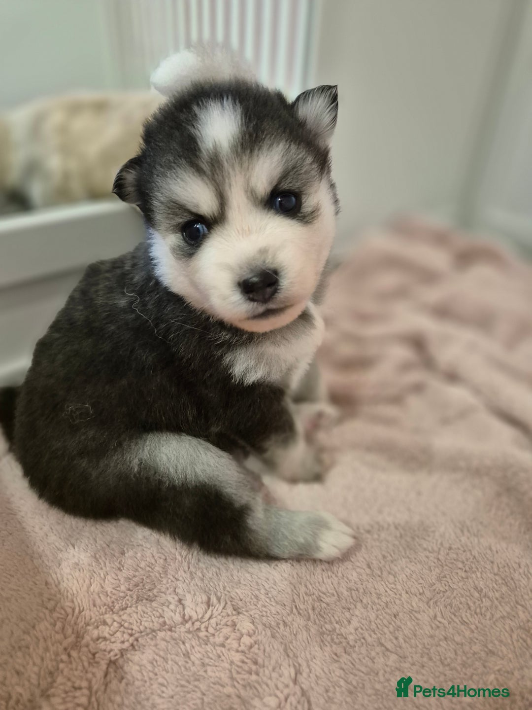 Pomsky dogs for sale: The perfect Blue eyed pomskys  - Advert 8