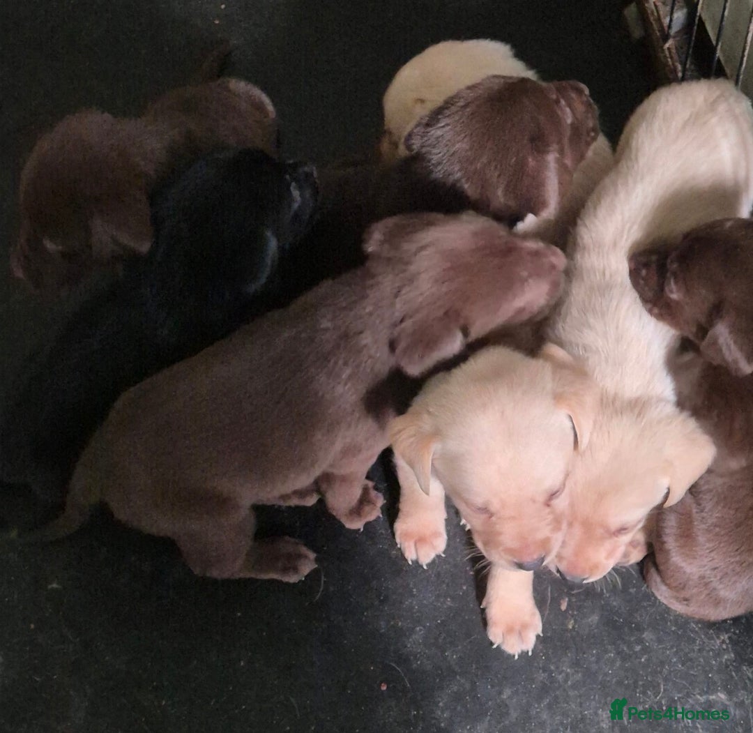 Labrador Retriever dogs for sale: Labrador puppies - Advert 5