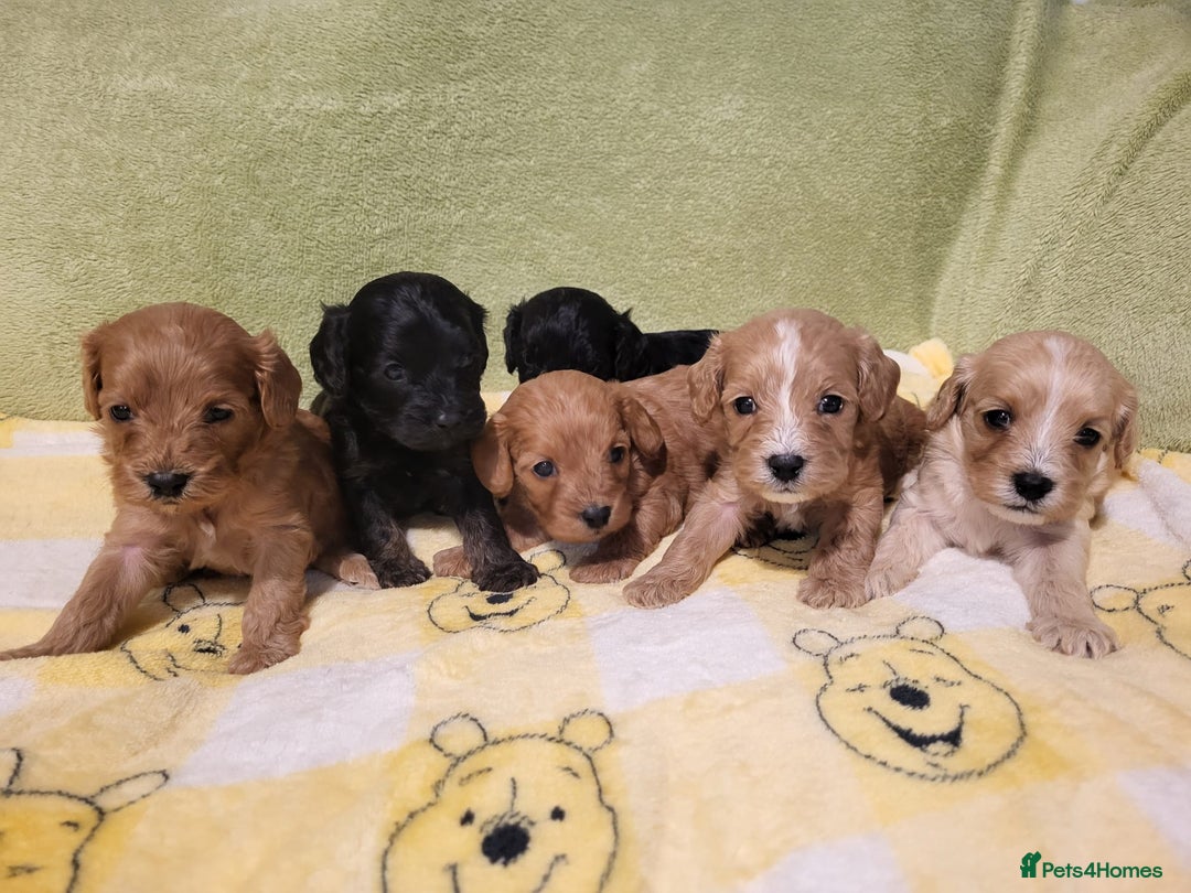 Cavapoo dogs for sale: Cavapoo - Advert 2