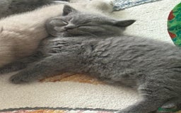 British Shorthair cats for sale: Gorgeous Kittens Ready to Find Their Forever Homes - Image 33
