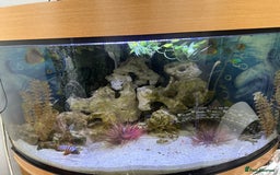 Cichlids fish for sale: Juwel fish tank 180L (Fish included) - Image 3