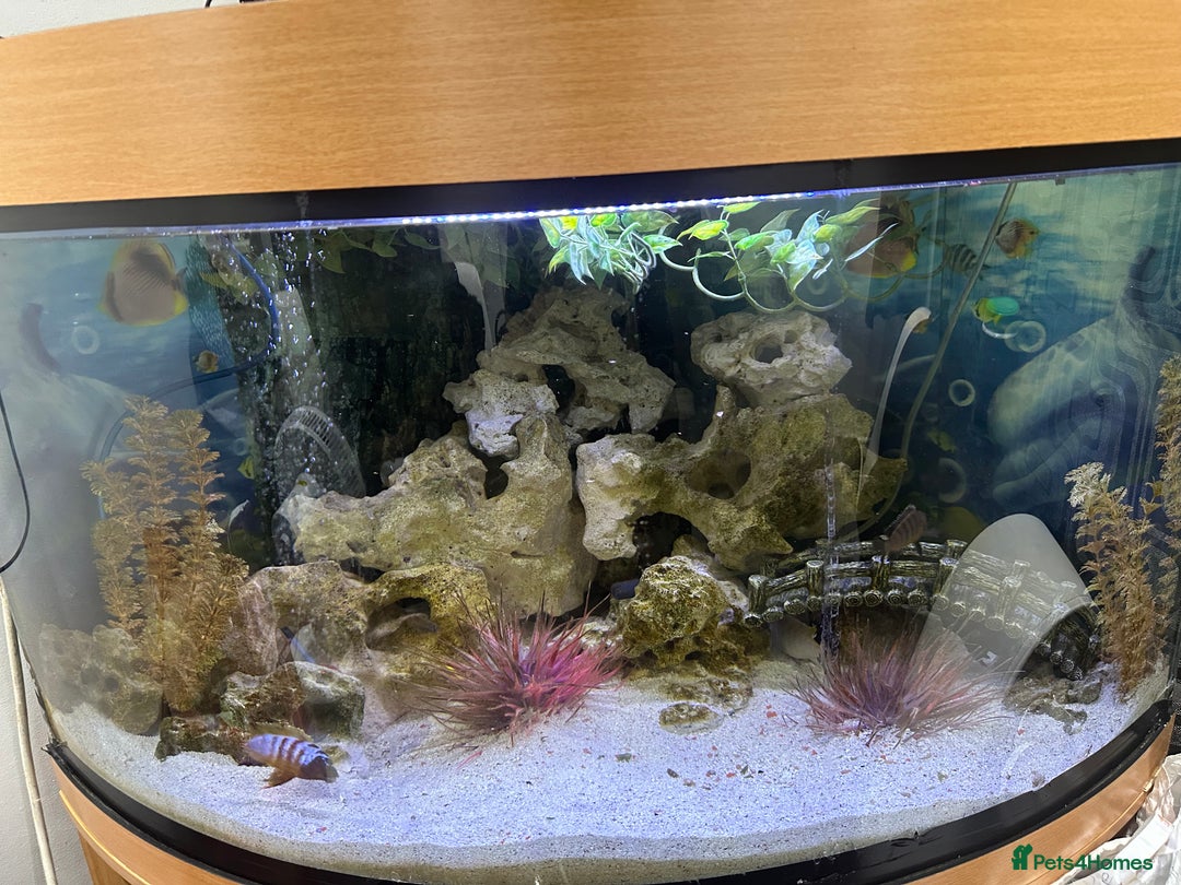 Cichlids fish for sale: Juwel fish tank 180L (Fish included) - Image 3