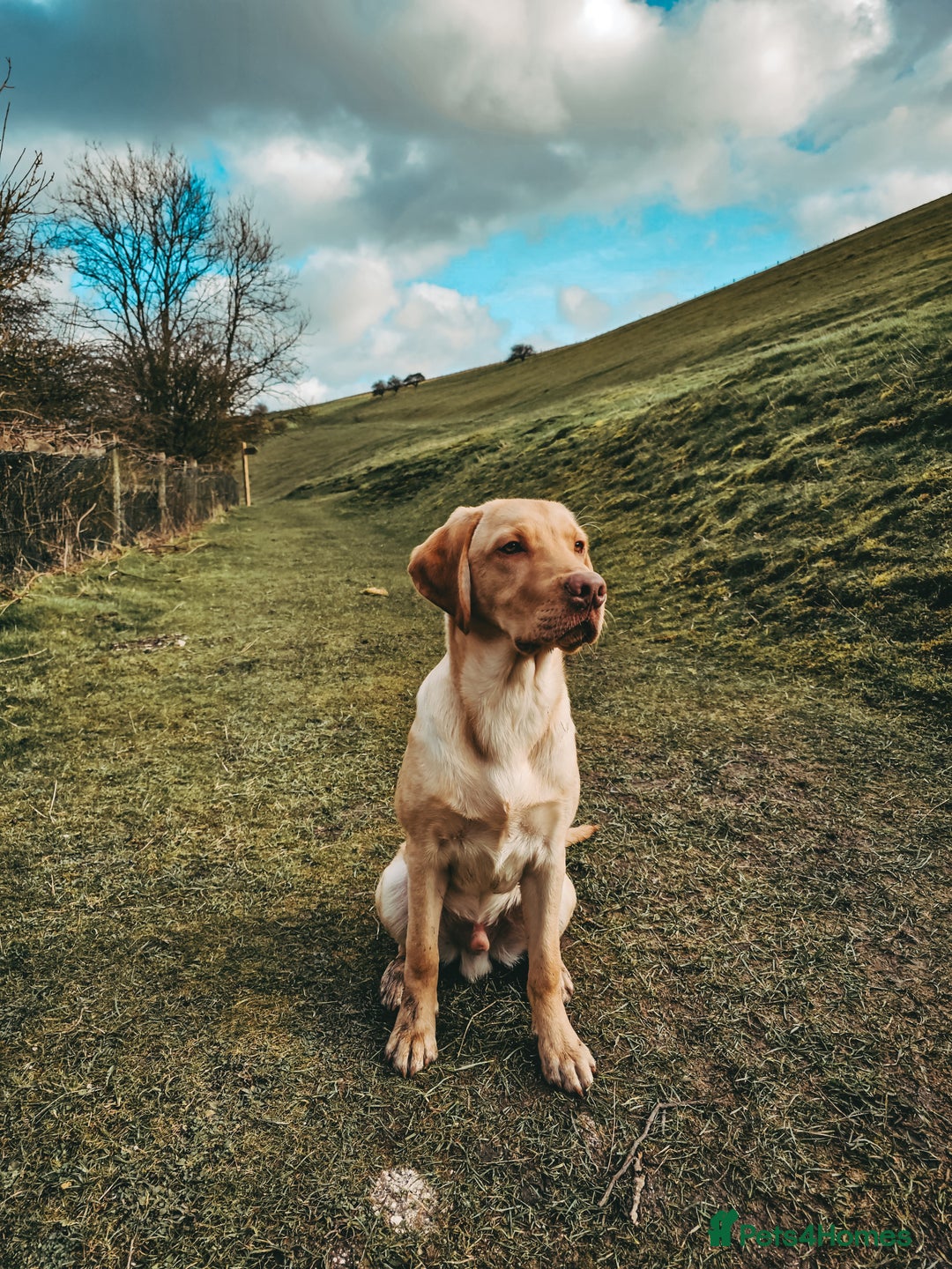 Labrador Retriever dogs for sale: 2 Year Old Beautiful Golden Lab - Image 4