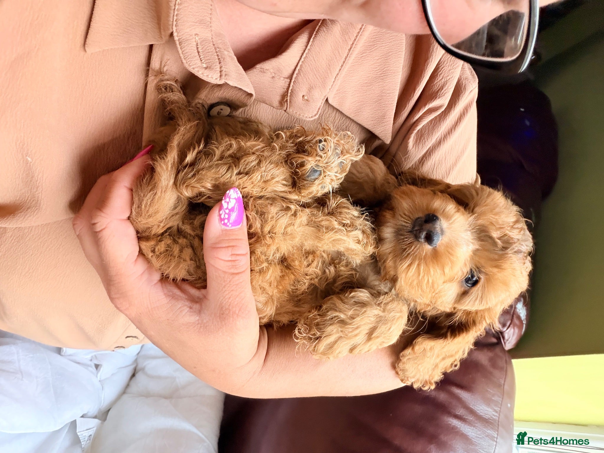 Cockapoo dogs F1 Toy Size Beautiful Pups PRA and DNA Tested - Advert 1