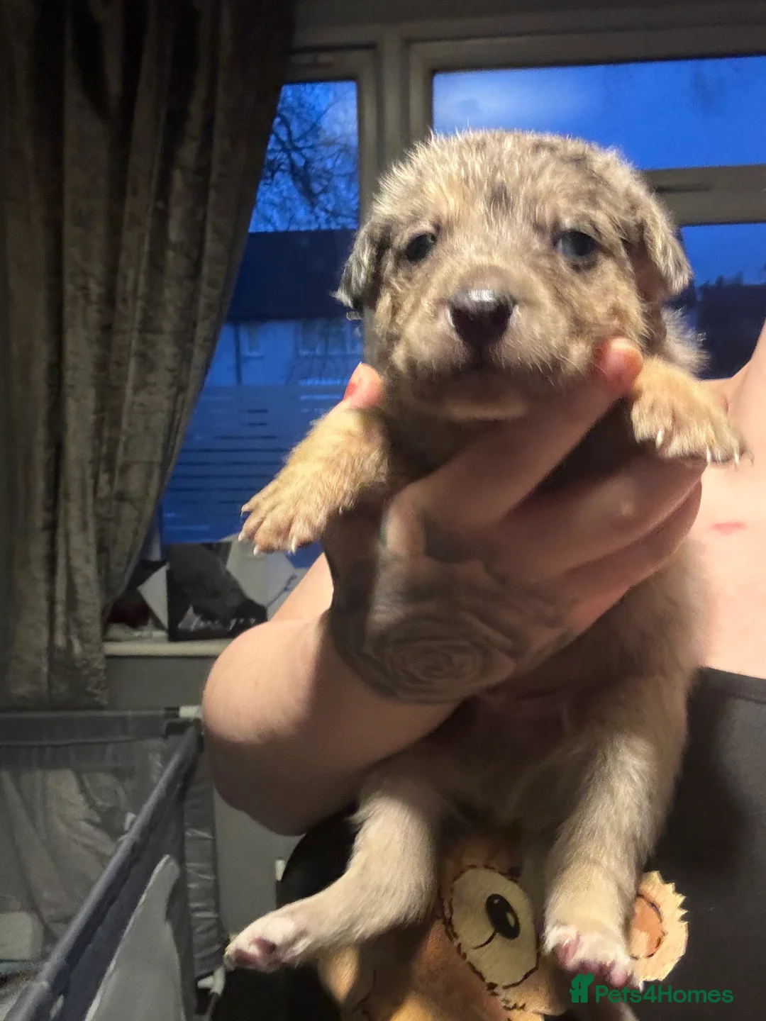 Mixed Breed dogs for sale: Beautiful staff x gsd puppies - Advert 32