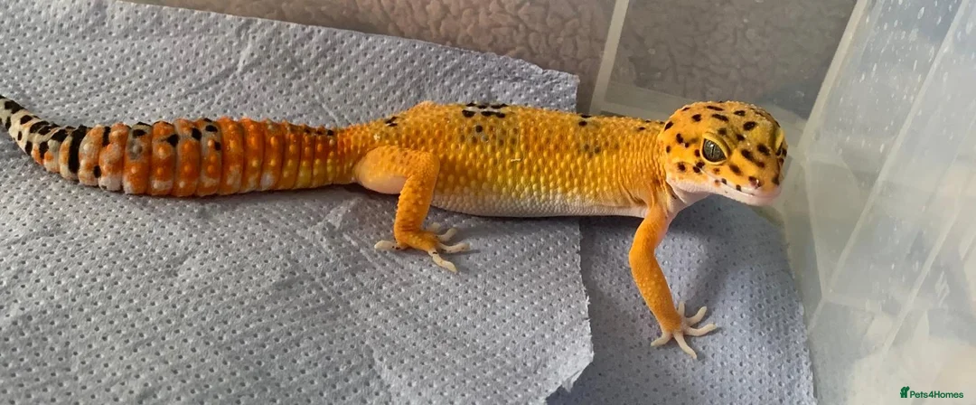 Gecko reptiles for sale: Female Gecko in Ashford - Advert 2