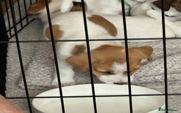 Jack Russell dogs for sale: Jack Russell Pups - Image 3