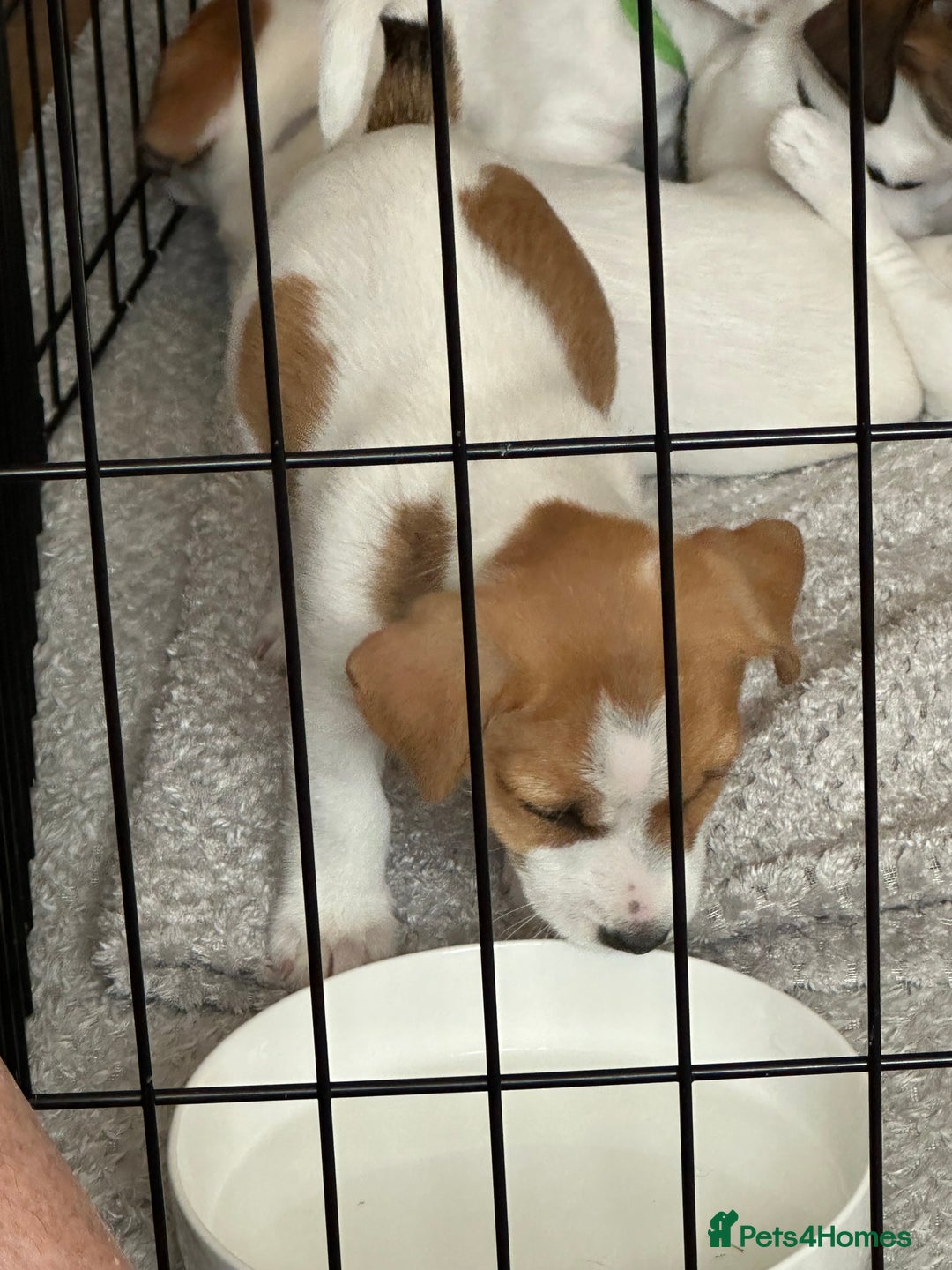 Jack Russell dogs for sale: Jack Russell Pups - Image 3