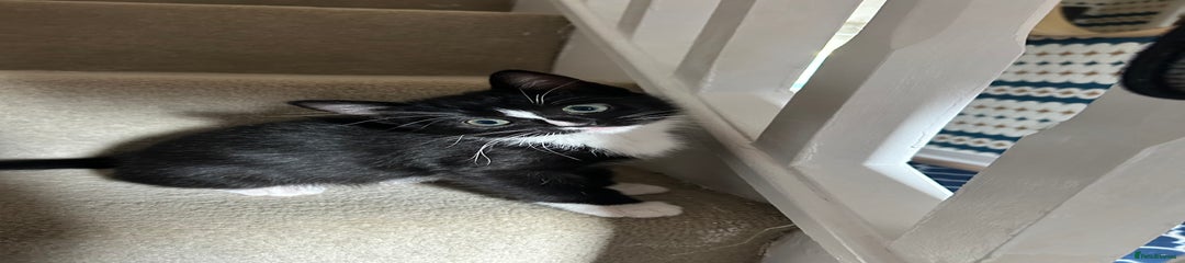 Mixed Breed Kitten 3