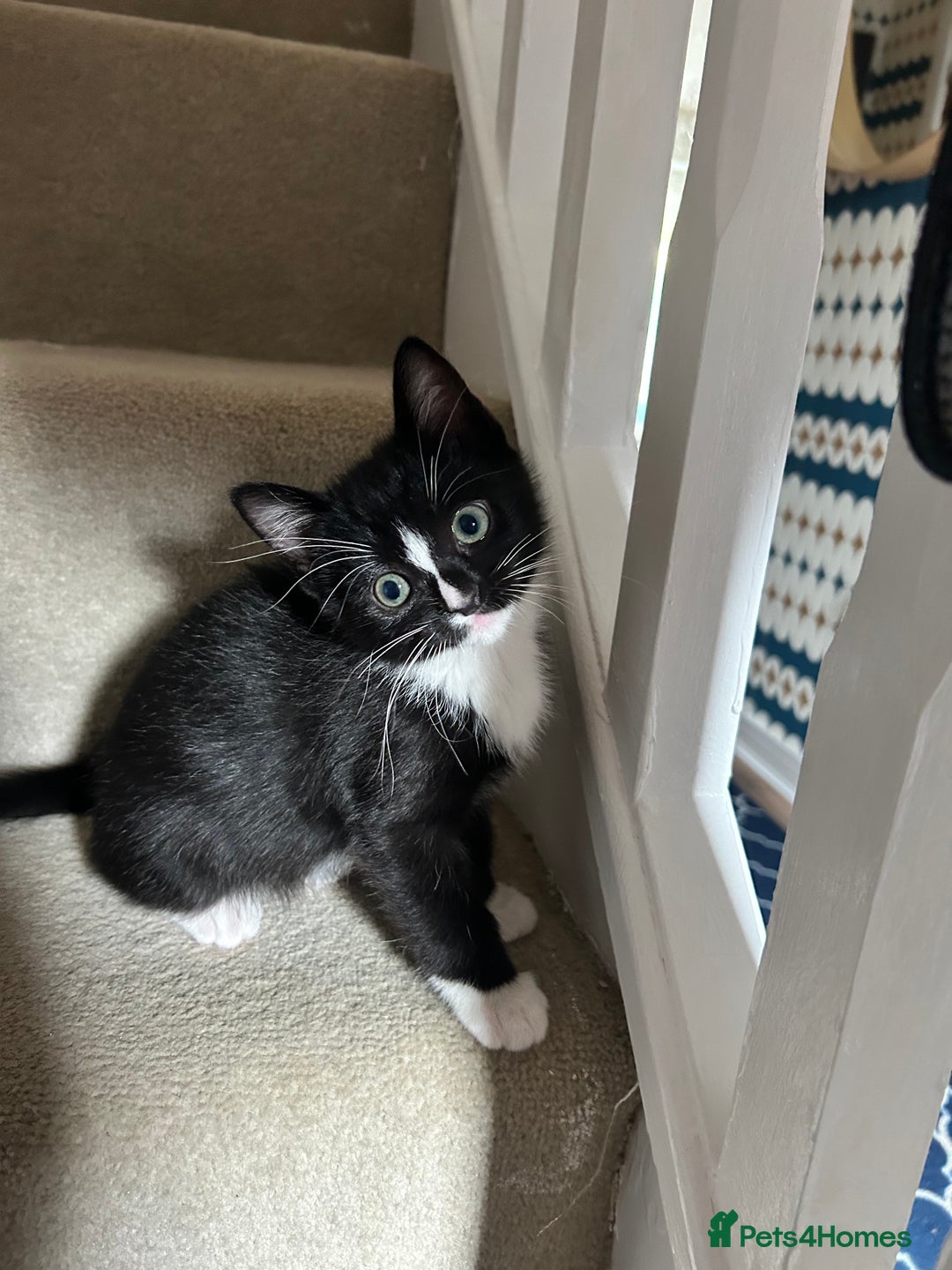 Mixed Breed cats for sale: Ragdoll x breed - Image 20