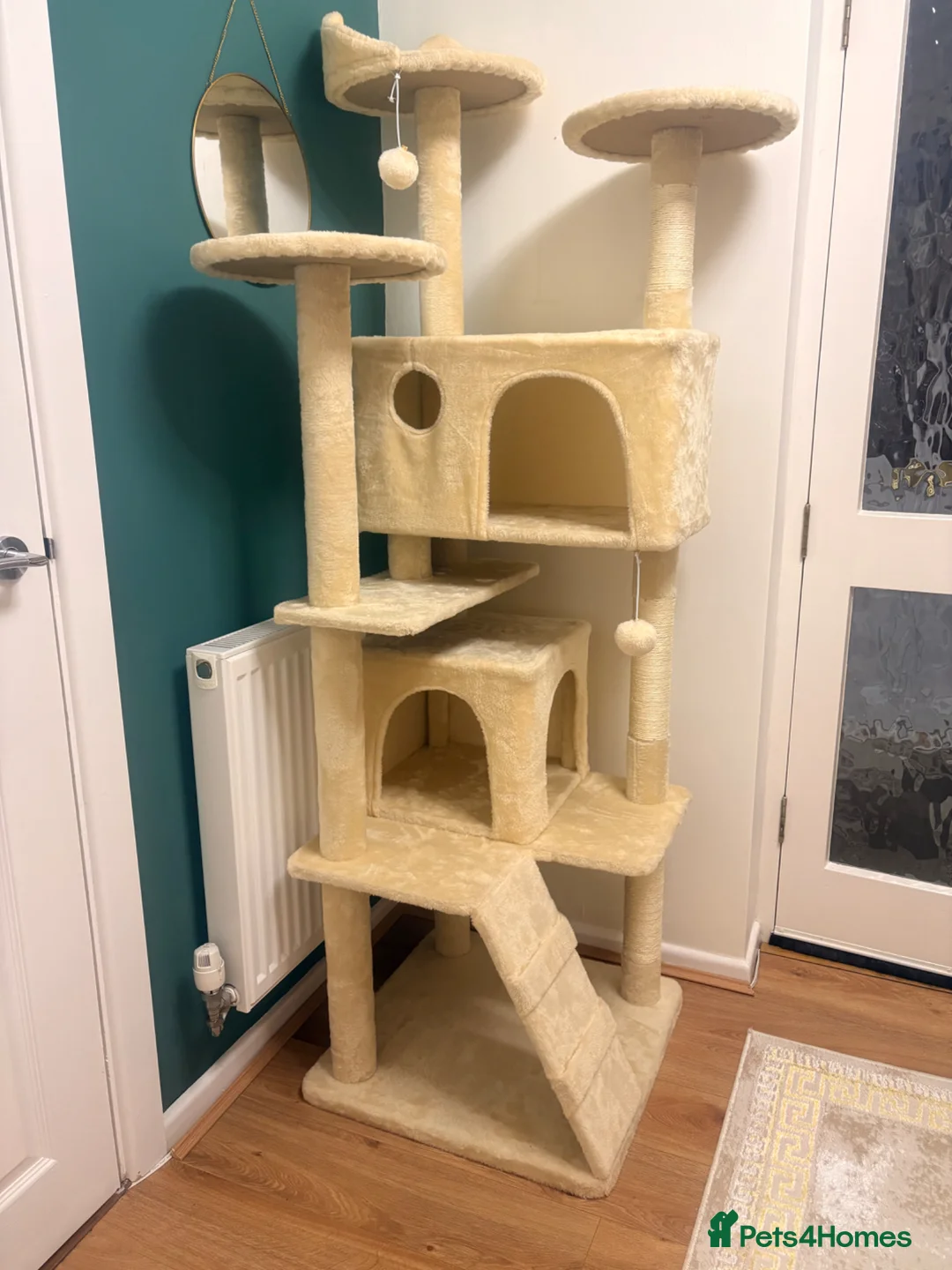 British Shorthair cats for sale: Teddy - British Shorthair Neutered Male-NO Offers - Advert 13
