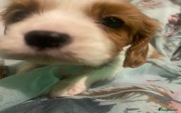 Cavalier King Charles Spaniel dogs for sale: Cavalier King Charles Spaniel Puppies - Advert 14