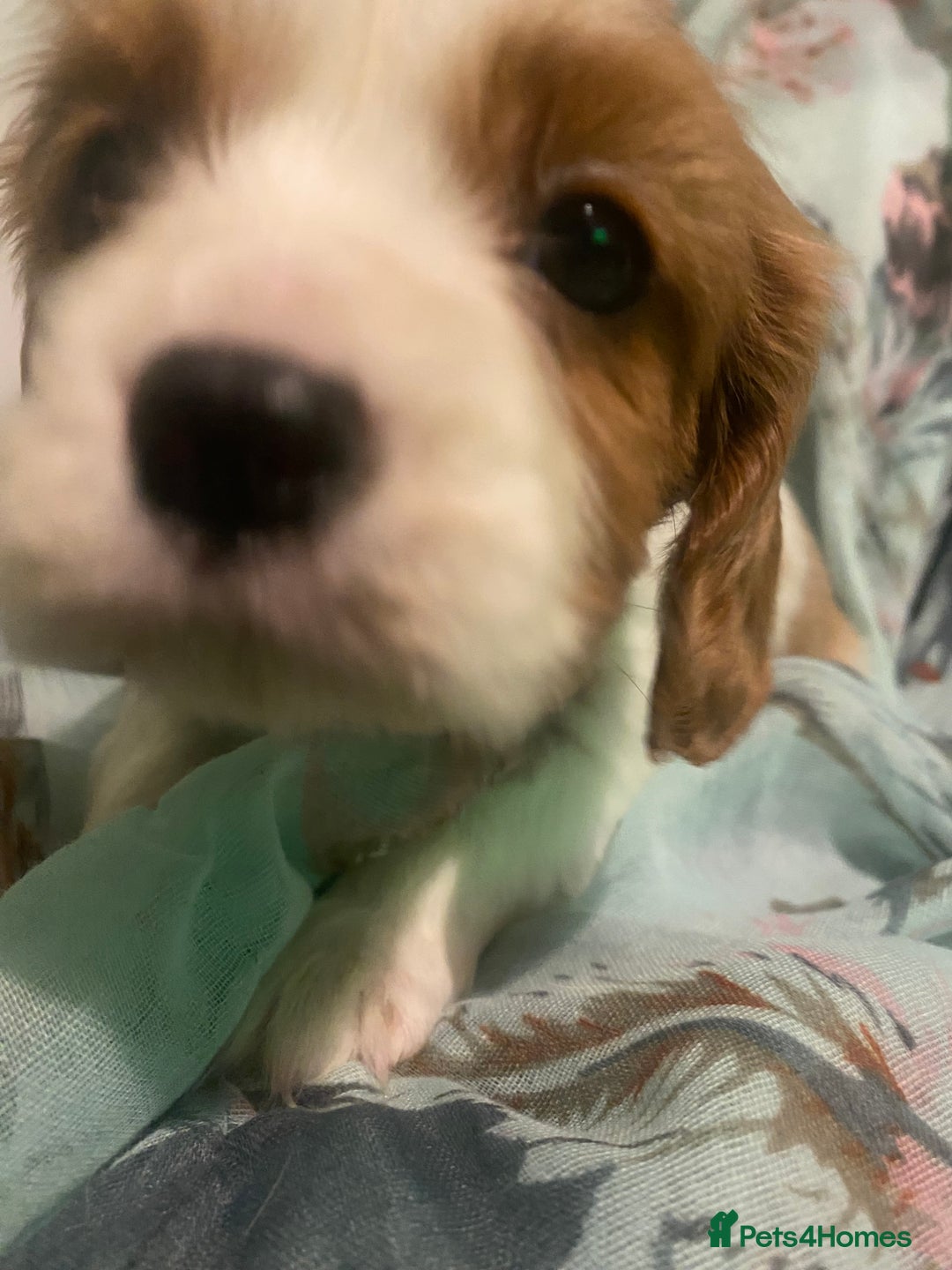 Cavalier King Charles Spaniel dogs for sale: Cavalier King Charles Spaniel Puppies - Advert 14