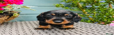 Dachshund 5