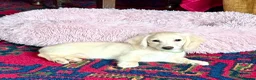 Miniature Dachshund dogs for sale: Cream long haired kc ready to go now - Advert 1