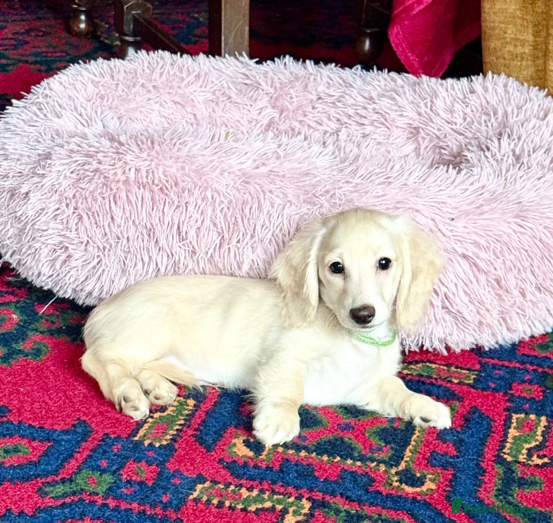 Miniature Dachshund dogs for sale: Cream long haired kc ready to go now - Advert 1