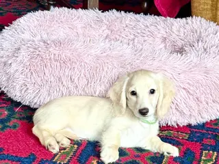 Miniature Dachshund dogs for sale: Cream long haired kc ready to go now - Advert 3
