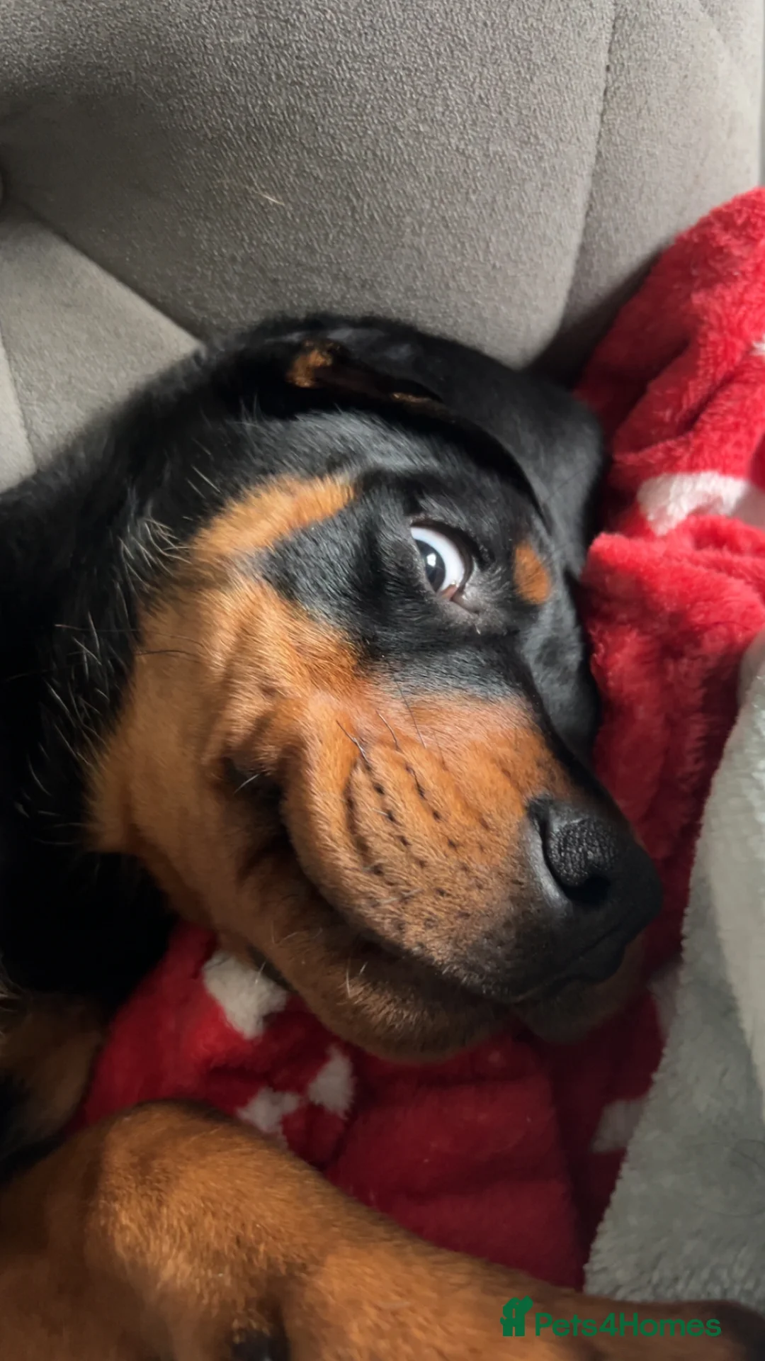 Rottweiler dogs for sale: 4 month old female puppy  - Advert 3