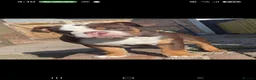 English Bulldog dogs for stud: Bulldog for stud in Manchester - Advert 6