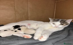 Domestic Shorthair cats for sale: 3 kittens kittens  - Image 1