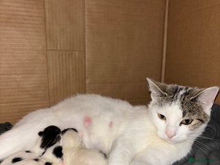 Domestic Shorthair cats - Advert 1